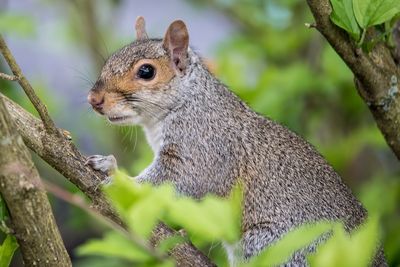 Close-up of squirrel on tree