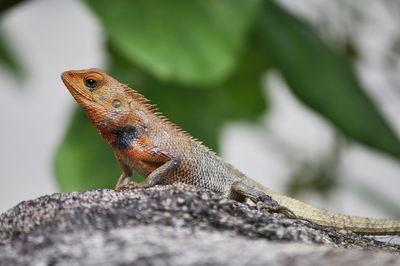 Lizard looking out