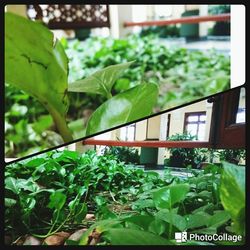 Close-up of green leaves