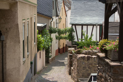 Potted plants on alley amidst buildings