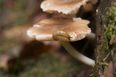 Close-up of mushroom growing on land