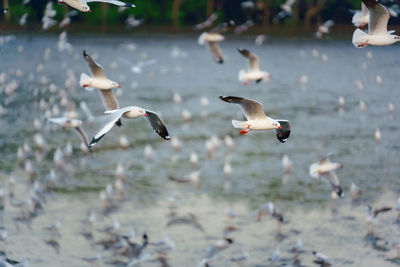 Seagulls flying in the water