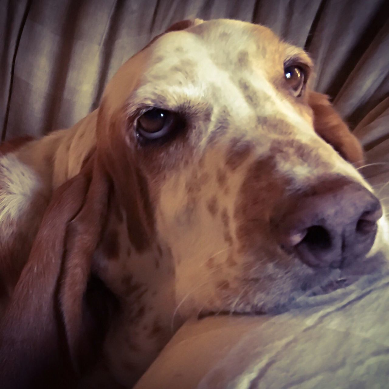 CLOSE-UP OF DOG LOOKING UP