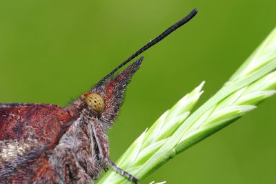 Close-up of butterfly on leaf