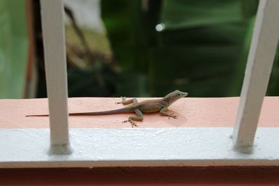 Close-up of lizard on retaining wall