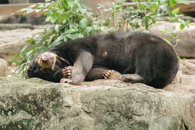 Monkeys in a zoo