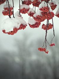 Close-up of red berries on plant during winter