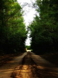 Dirt road along trees in forest