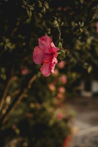 Close-up of pink hibiscus blooming outdoors