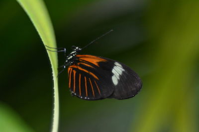 Close-up of butterfly on leaf