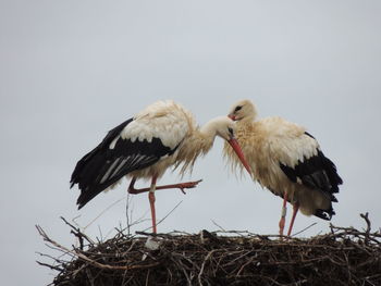 Low angle view of storks perching on nest against clear sky