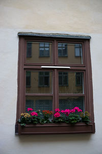Low angle view of pink flower pot on window sill