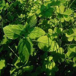 Plants growing on a tree