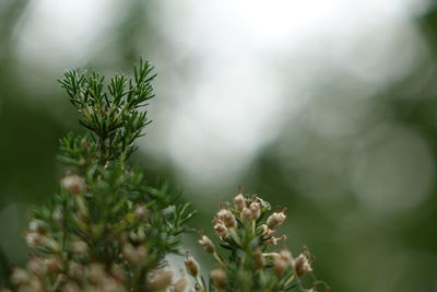 Close-up of flowering plant