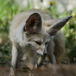 Close-up of a cat on field