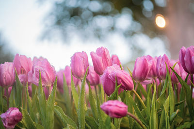 Close-up of pink flowers on field