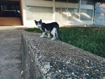 Cat standing in front of built structure