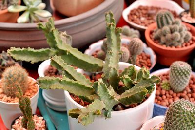 High angle view of succulent plants