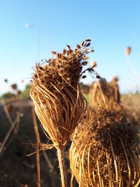 Close-up of dried plant on field against clear sky