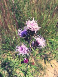 Close-up of thistle blooming on field