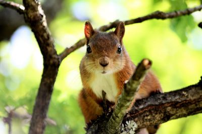 Close-up portrait of squirrel on tree