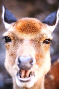 Close-up portrait of deer