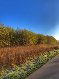 Scenic view of field against clear blue sky