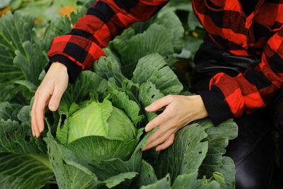 Woman picking cabbage vegetable at field. female farmer working at organic farm. harvesting