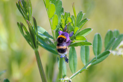 Close-up of bumblebee on purple flower