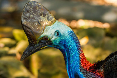 Close-up of a peacock