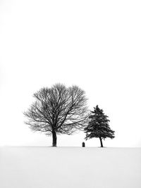 Tree with insect on white background