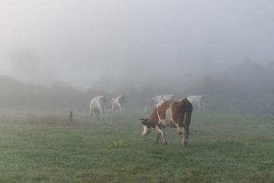 Cows grazing in a field