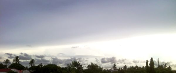 Low angle view of trees against sky