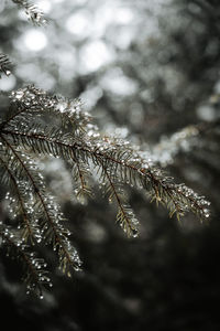 Close-up of pine tree branch during winter