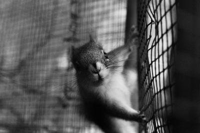 Close-up of squirrel in cage