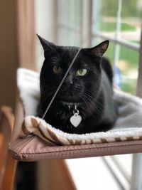 Close-up of black cat at home