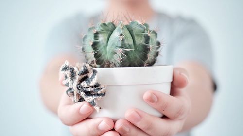 Close-up of hands holding potted cactus