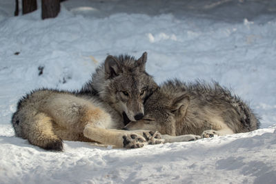 Wolves resting in snow