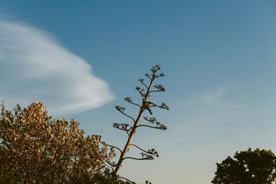 Low angle view of plant against sky