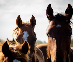 Close-up of two horses