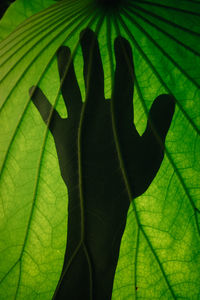 Close-up of leaves