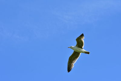 Low angle view of seagull flying in sky