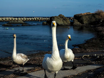 Swans at the lake