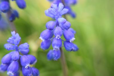 Close-up of purple flowers