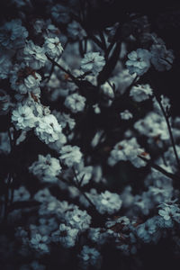 Close up of blooming tree