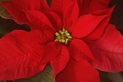 Close-up of red flowers