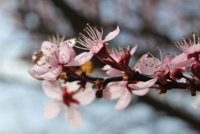 Close-up of pink cherry blossoms