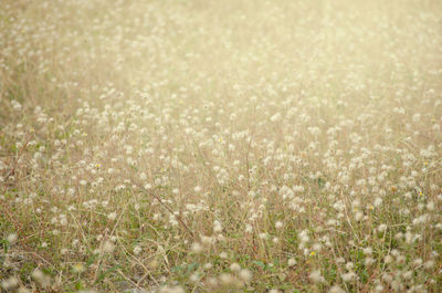 Full frame shot of plants