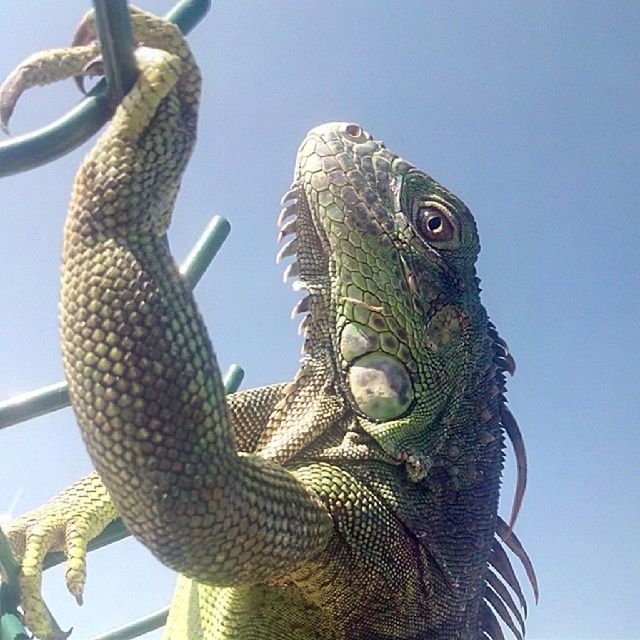 animals in the wild, animal themes, one animal, wildlife, low angle view, reptile, clear sky, close-up, animal head, lizard, nature, outdoors, day, no people, bird, focus on foreground, animal body part, branch, sunlight, sky