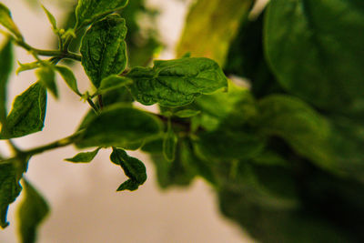 Close-up of fresh green leaves